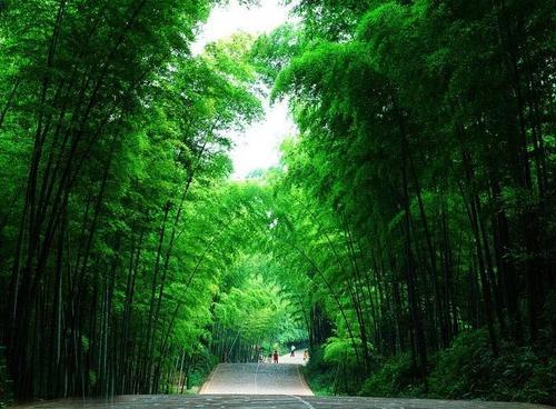 湖州竹鄉國家森林公園旅遊經驗