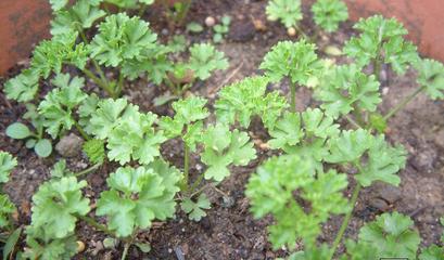 芹菜的種植方法