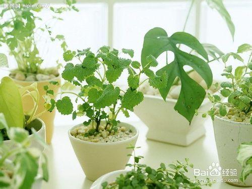 新房放什麼植物好？剛裝修完的房子多久能住？