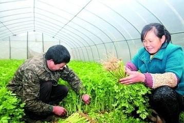 芹菜的種植方法