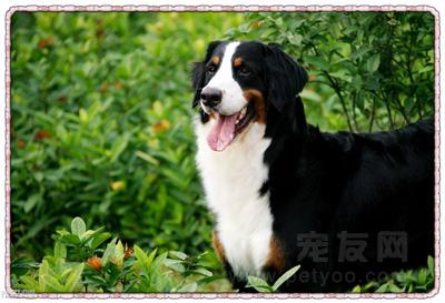 伯恩山犬的性格和相關體態特徵