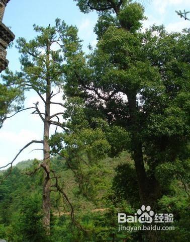 信豐油山上樂斜塔一日遊