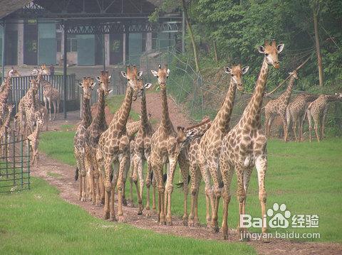 .重慶野生動物園遊園攻略