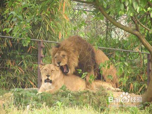 .重慶野生動物園遊園攻略