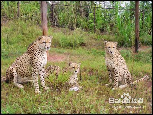 .重慶野生動物園遊園攻略