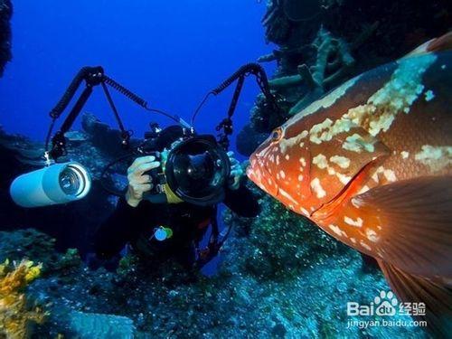 教如何你在水下拍攝有趣的照片