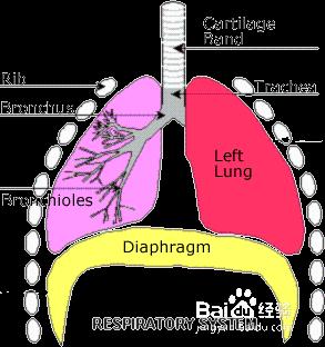 橫隔膜的呼吸方法