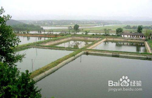 水產養殖換水技巧