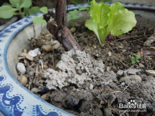 怎樣讓盆土變得鬆軟？