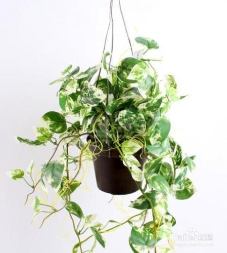 如何利用植物來改善室內空氣品質