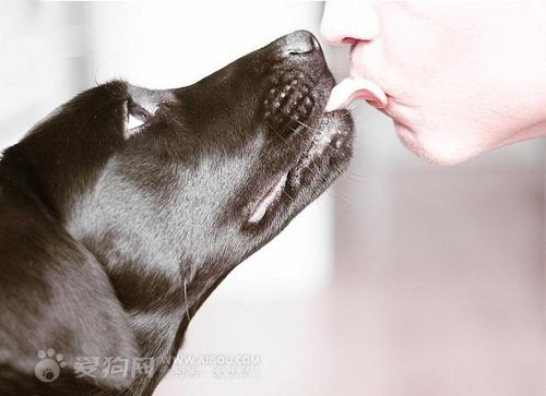 人與動物共通傳染病的傳染途徑