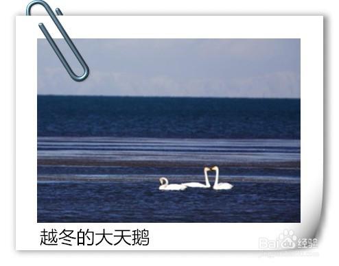 冬季青海湖旅遊攻略