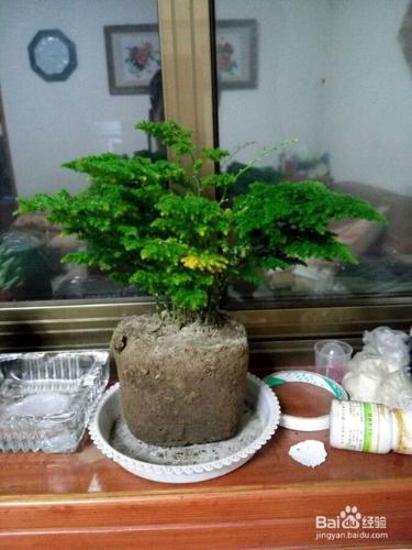 盆栽迎客鬆種植要點