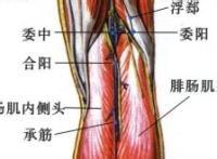 坐骨神經痛：[3]瘀血內阻型的針刺療法