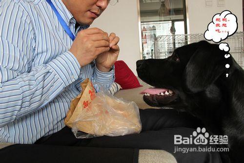 拉布拉多犬訓練服從訓練的時候要注意十個方面