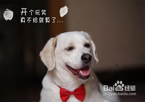 拉布拉多犬訓練服從訓練的時候要注意十個方面