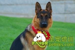 德國牧羊犬訓練口令