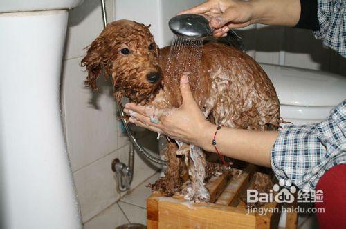 怎麼給小狗洗澡