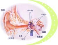 耳鳴治療及預防