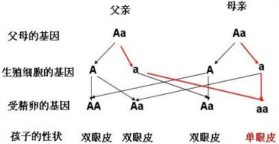 父母的哪些遺傳特徵可以後天改變