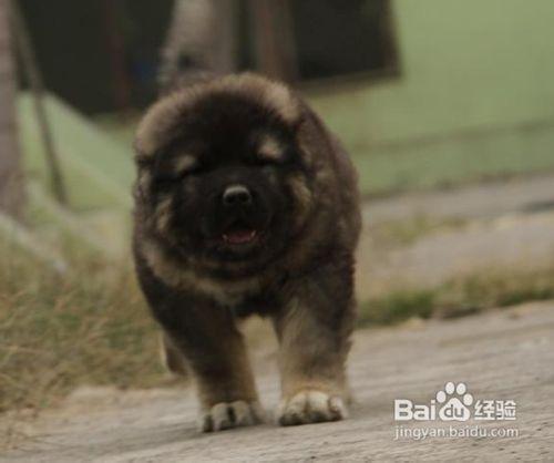 適合高加索犬磨牙的七工具