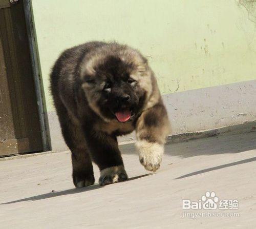 適合高加索犬磨牙的七工具