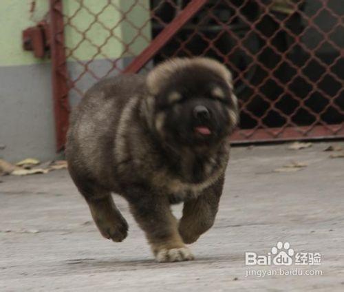 適合高加索犬磨牙的七工具