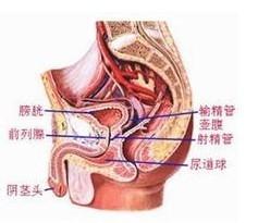 男人命根鍛鍊方法