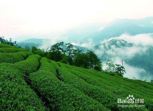 為什麼說高山茶葉的質量會比較好