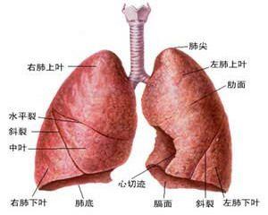 肺癌有哪些體徵表現？