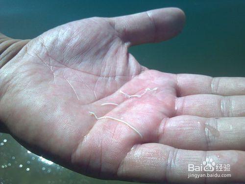 蝦的白便、拖便、藻毒素、弧菌、偷死等解決辦法