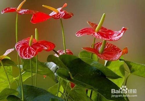 紅掌、紅鶴芋、火鶴花的養殖方法及注意事項