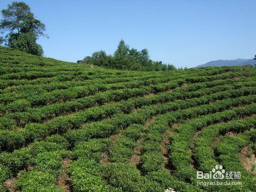 論喝茶的幾個問題（一）