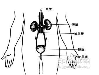 熱淋清顆粒可與哪些藥物聯合使用？