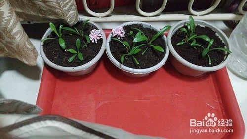 教你學會給小植物移植、定植