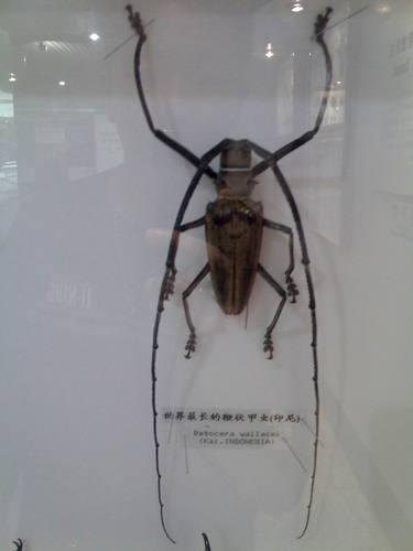 昆蟲標本製作方法