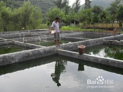 農村創業：[3]農村水產養殖有什麼需要注意