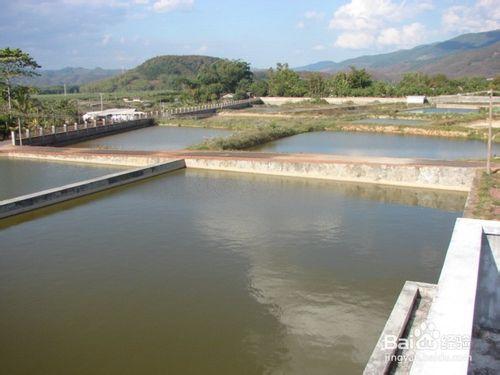 農村創業：[3]農村水產養殖有什麼需要注意