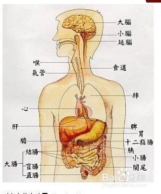 大多數人心臟在左邊，是否有人心臟在右邊？