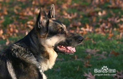 德國牧羊犬如何調配飼料