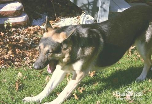 德國牧羊犬如何調配飼料