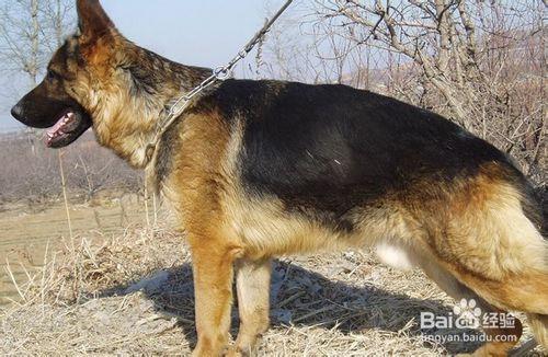 德國牧羊犬如何調配飼料