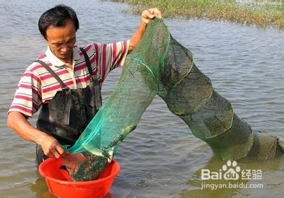 捕捉野生龍蝦的實用技巧