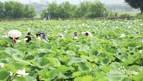 電影拍攝勝地楊平兩水裡旅遊攻略