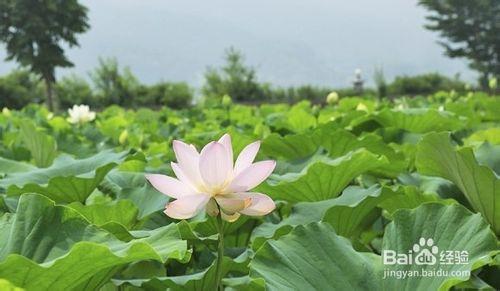 電影拍攝勝地楊平兩水裡旅遊攻略