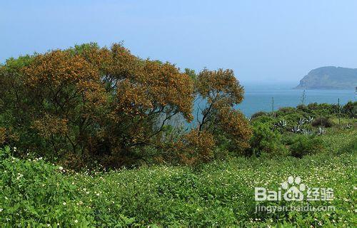 推薦漳州火山島一日自助遊