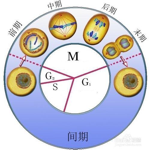 真核生物的細胞分裂方式有哪些？