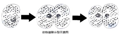 真核生物的細胞分裂方式有哪些？