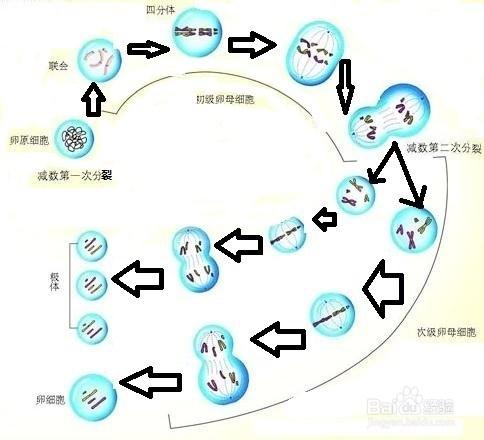 真核生物的細胞分裂方式有哪些？