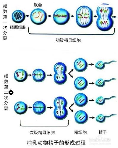 真核生物的細胞分裂方式有哪些？